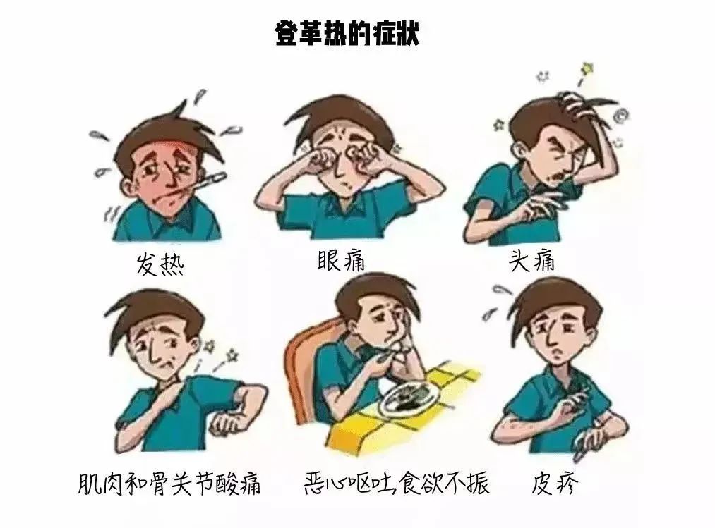 登革热的症状.jpg